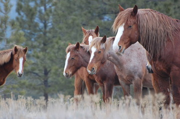 Fototapeta premium Wild Horses of British Colubia Canada