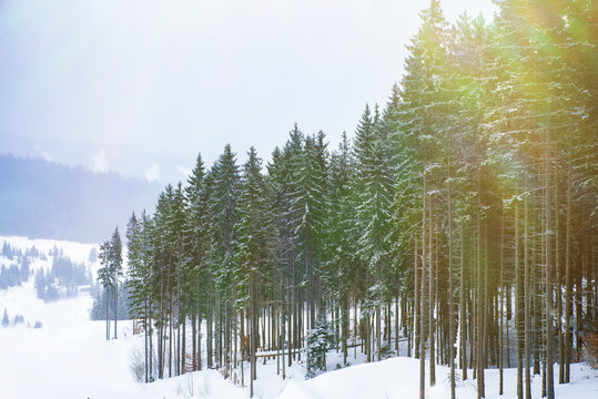 Fototapeta Christmas winter landscape, spruce and pine trees covered in snow on a mountain road