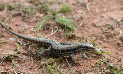 eidechse in der mehlinger heide