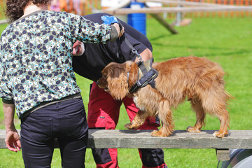 chien cocker faisant un exercice d'agilité en équilibre avec maître et entraîneur 