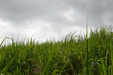 Champ Cane à sucre Herbe Nuage Vert Blanc