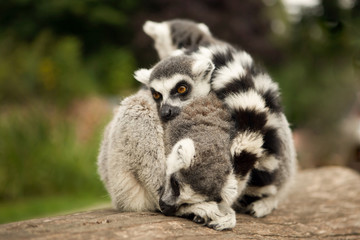Cute family of ring-tailed lemurs