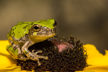 Gray Tree Frog on  a flower in the garden.