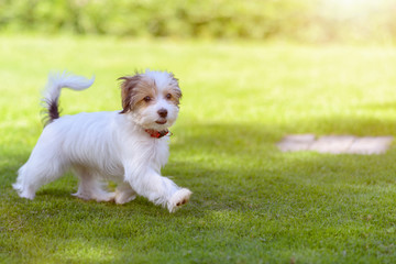A cute, happy puppy running on green summer grass
