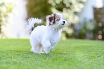 Playful puppy running in vibrant summer park