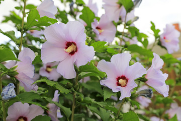 Rosa Hibiskus-Blüten © fine pics