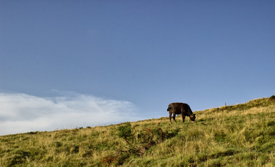 A cow is grazing in the mountains