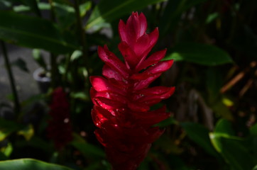 Fleur Rouge Tropical Plante exotique Rosée Humide