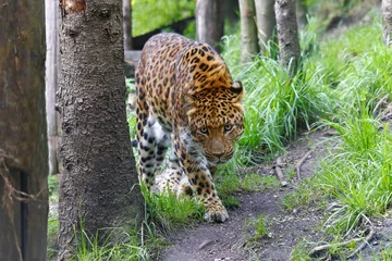 Acrylic prints Panter China Leopard, Jaguar, Panter (panthera onca)