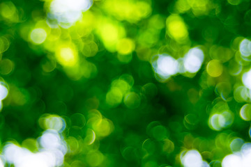 Obraz premium Abstact defocus bokeh light background made of forest style.