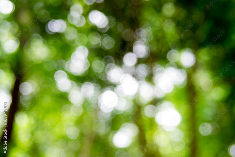 Wall mural abstact defocus bokeh light background made of forest style.