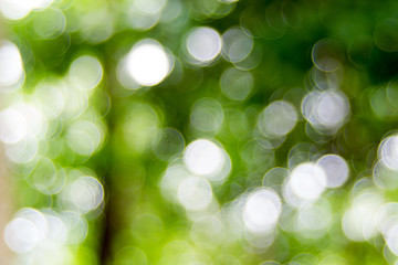Obraz premium Abstact defocus bokeh light background made of forest style.