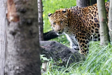 Crédence de cuisine en verre imprimé Panthère Léopard de Chine, Jaguar, Panter (Panthera onca)