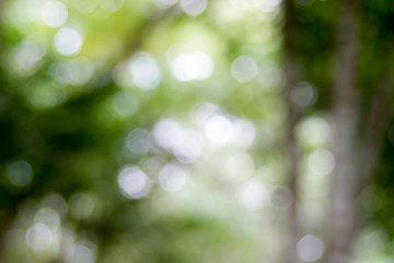 Obraz premium Abstact defocus bokeh light background made of forest style.