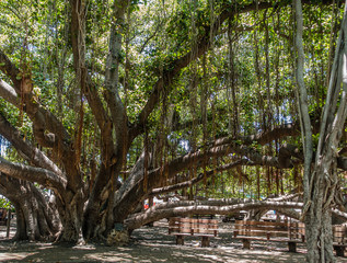 Banyan Tree 2