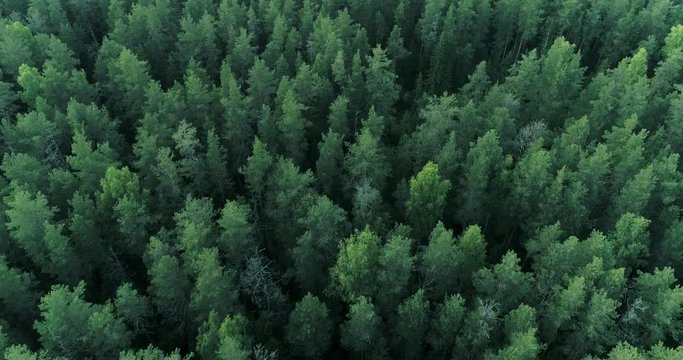 Forest resources of Russia