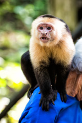 Capuchin monkey sitting on male shoulder in Honduras