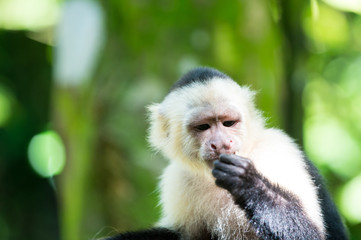 Capuchin with white head fur
