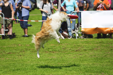 chien jouant au frisbee
