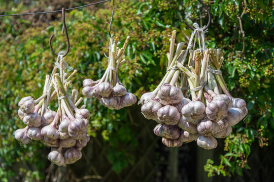 Three bundles of garlic hanging on a line, drying in the sun