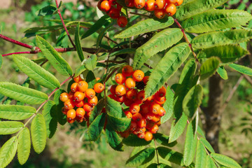 Ripening red bunches of mountain ash on a tree.