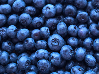 Fresh blueberry with drops of water, natural blue background. Freshly picked berries bog whortleberry. Top view. Concept of botany and medicine, cooking