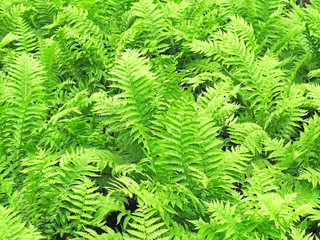 Fototapeta na wymiar Thickets fern, scabbard, dryopteris, natural green background. Dryopteris filix-mas, Pteridium aquilinum