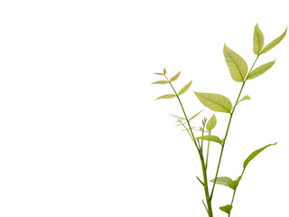 young plant on white background