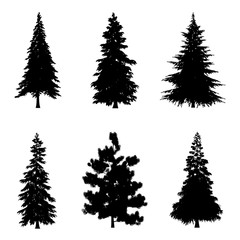 Coniferous trees silhouettes for architectural compositions with backgrounds. Vector illustration