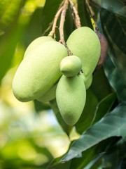 bouquet of mango on tree
