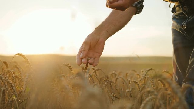 Close up shot of farmer hands checking wheat quality at the his farm. Slow motion.