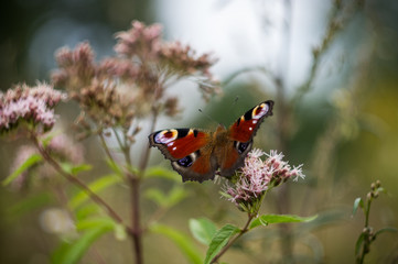 Red butterfly in the bushes in the nature