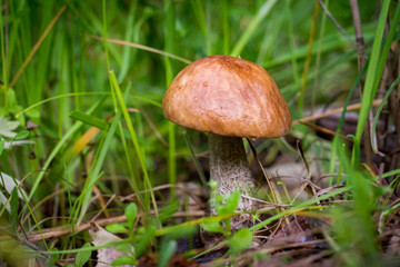 Great white mushroom in grass in the nature