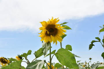 Sonnenblume im Spätsommer