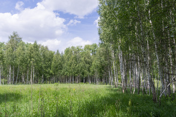 Birch in the forest on the lawn
