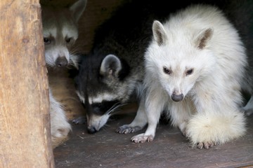 Waschbär Albino