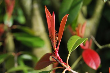 Glanzmispel (Photinia) Frühjahrsaustrieb
