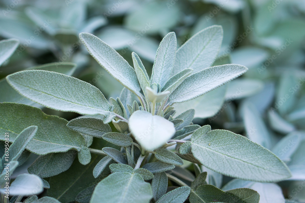 Canvas Prints Plant of sage, aromatic herb, closeup