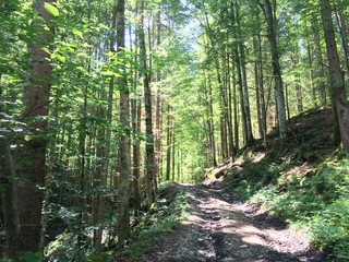 Obraz premium Beautiful view in a German forest
