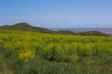 Fototapeta premium Blooming yellow steppe in spring, Kazakhstan