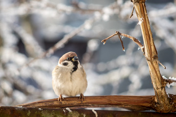 Sparrow sits on a branch in the winter
