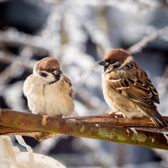 Sparrows sit on the branches in the winter