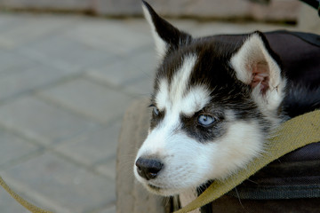 Adorable little puppy of husky sitting in the trunk of tricycle.