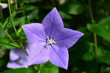 open purple blue balloon flower