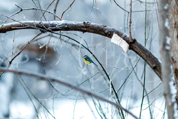 Winter tree with tit on branch
