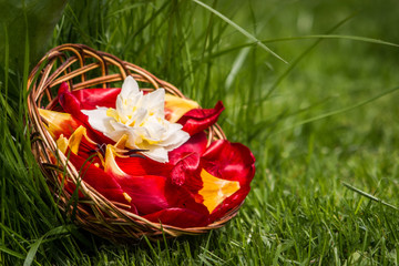 Obraz na płótnie Canvas Flowers petals in a basket on green grass