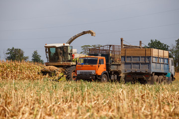Truck and harvester harvest corn on the field on a hot day