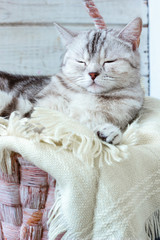Grey brittish cat laying in basket over white wooden background.