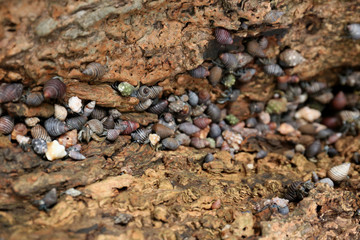 Crayfishs in Sea Shells