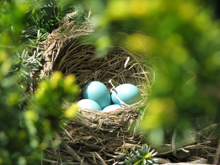 Sunlight shining on bright blue Robin eggs in a hidden nest 